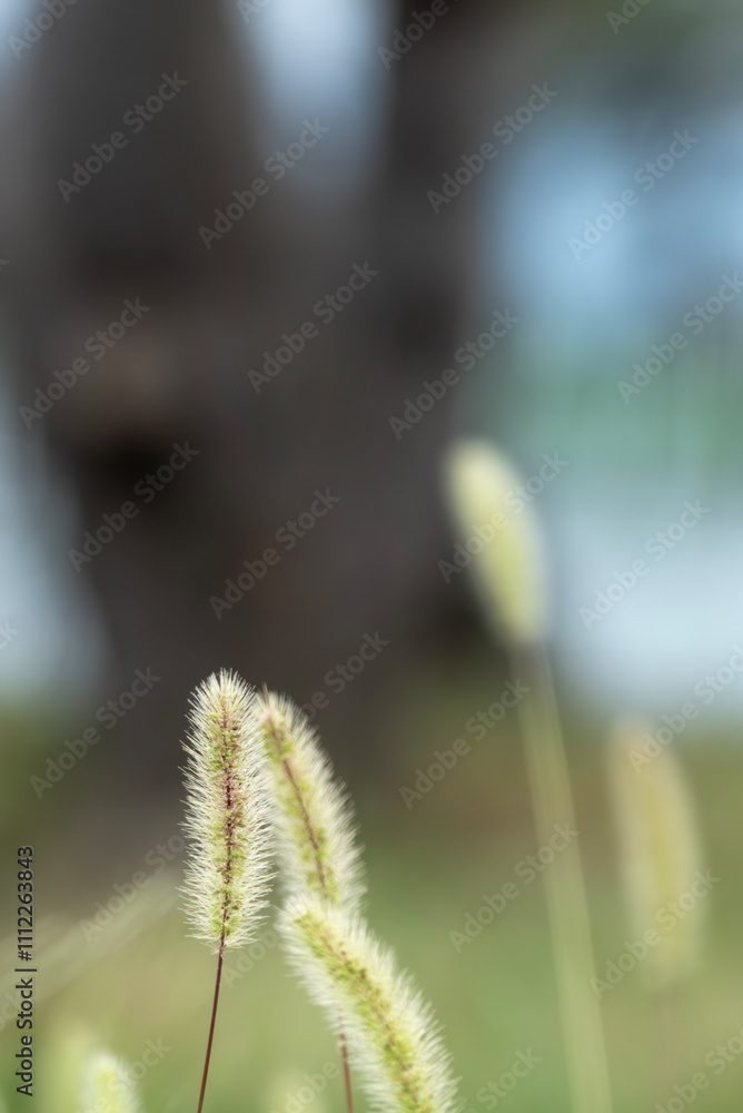 Obraz premium 湖畔のそよ風にゆらぐエノコログサ 滋賀県草津市