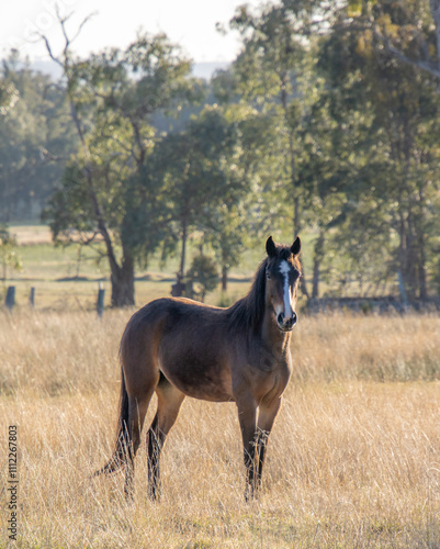 Horse in a country field photo