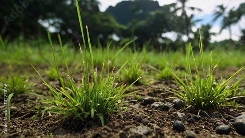 green grass and blue sky