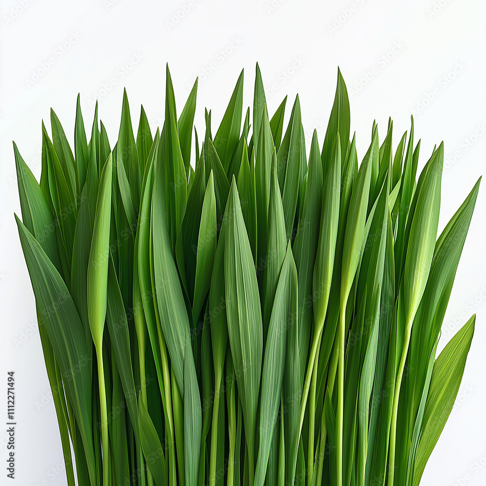 A photograph of green grass on a white background, taken in a studio setting with a close-up view. A photograph of green grass on a white background, taken in a studio setting with a close-up view.