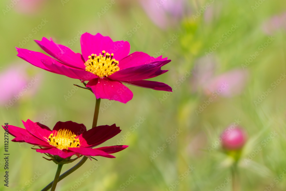 Obraz premium 晴れた日の美しいピンクのコスモス