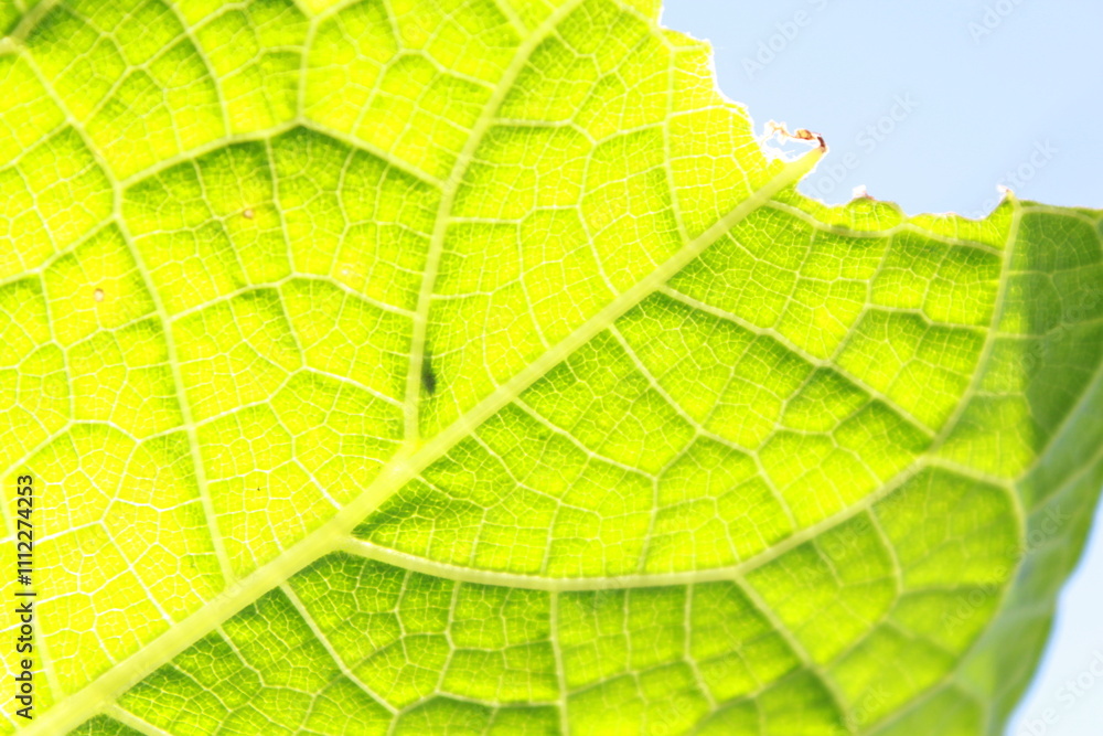 Beautifully textured pumpkin leaves, like a natural painting Beautifully textured pumpkin leaves, like a natural painting