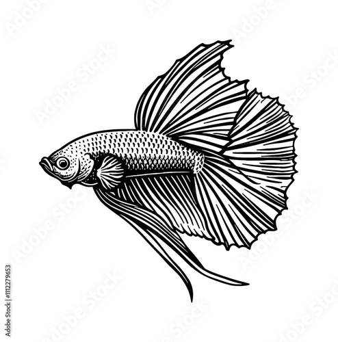 betta fish engraving black and white outline