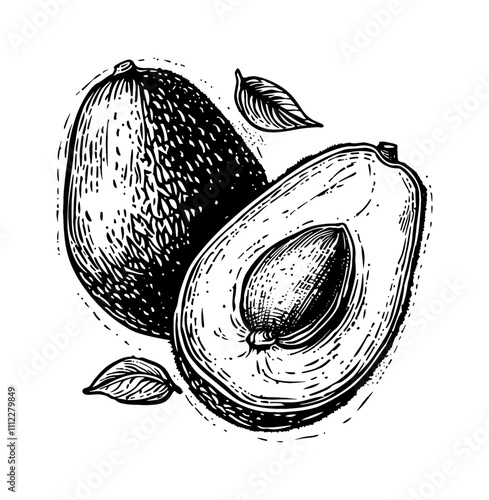 avocado engraving black and white outline