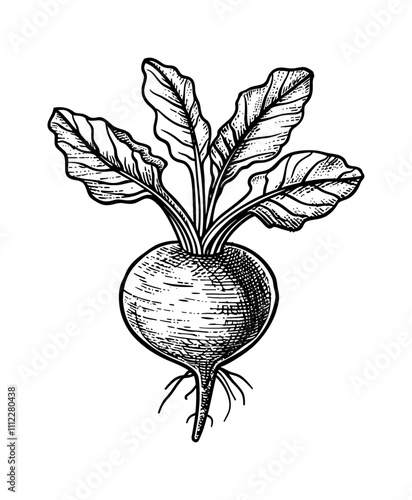 beetroot engraving black and white outline