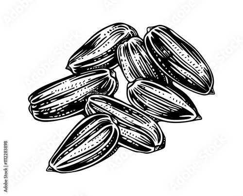 sunflower seed engraving black and white outline