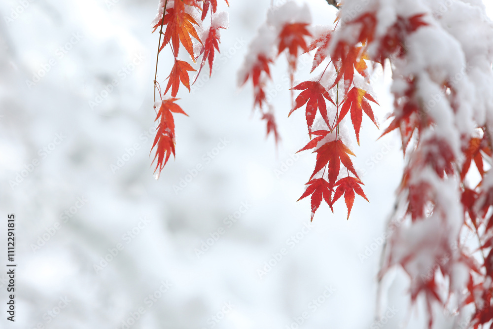 White snow on red maple trees and beautiful season, natural scenery between fall and winter
White snow on red maple trees and beautiful season, natural scenery between fall and winter