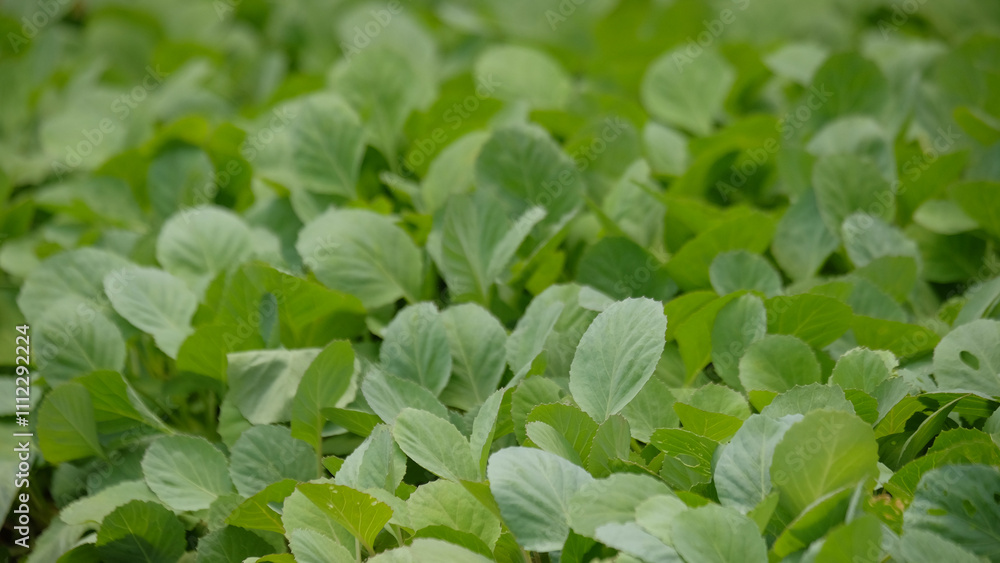 Shape, pattern and texture of a collection of cabbage seed leaves.Natural pattern and texture background for graphic design. Agricultural industry concept Shape, pattern and texture of a collection of cabbage seed leaves.Natural pattern and texture background for graphic design. Agricultural industry concept
