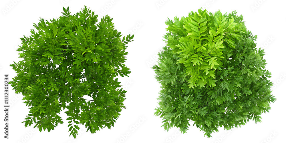 Fototapeta premium Green bush isolated transparent background. Plant shrub from top view.AI GENERATED