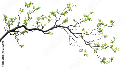 Tree branch transparent background