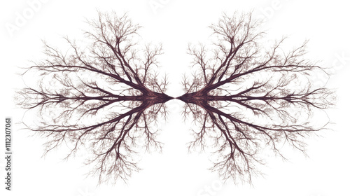 Wallpaper Mural Tree branch transparent background Torontodigital.ca