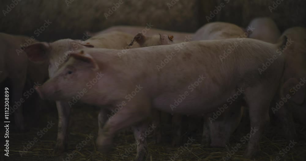 Pigs in Rural Barnyard Bred for Butchery Pigs in Rural Barnyard Bred for Butchery