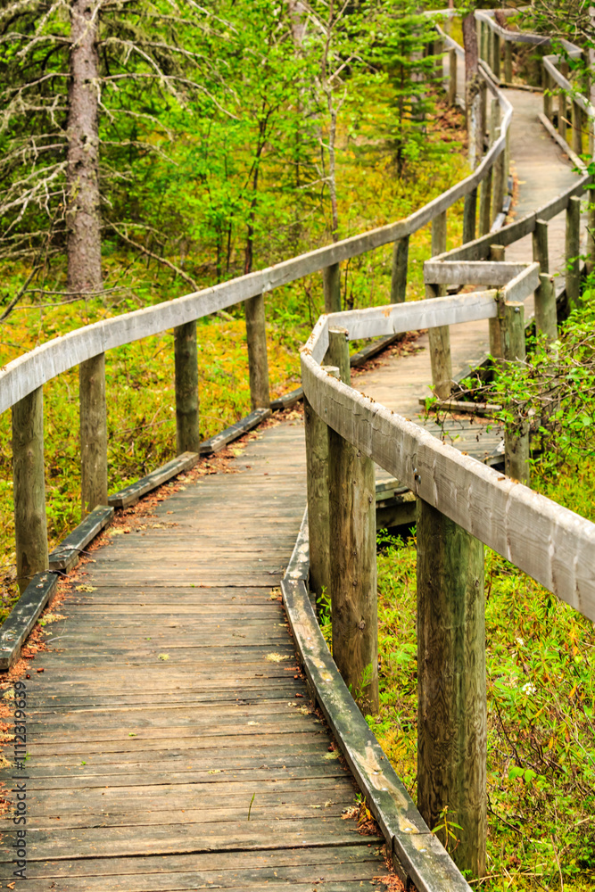 A wooden walkway with a path leading through the woods A wooden walkway with a path leading through the woods