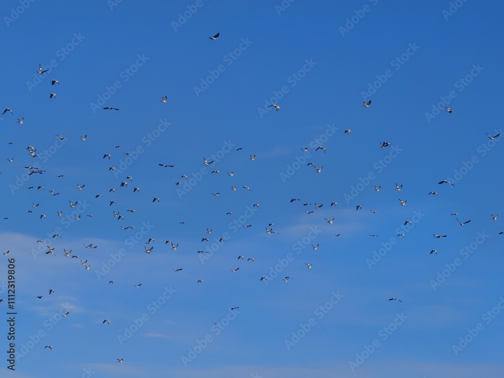 A flock of birds flying against a clear blue sky. Some birds form small groups, while others fly solo. A few clouds at the bottom add depth and contrast. A flock of birds flying against a clear blue sky. Some birds form small groups, while others fly solo. A few clouds at the bottom add depth and contrast.
