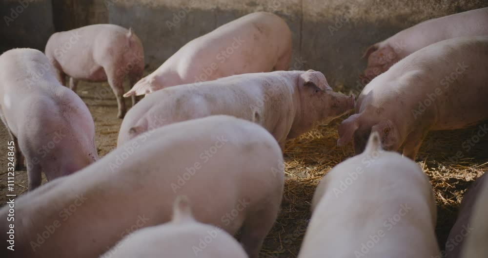 Group of Farm Pigs Feeding in Pen for Meat Supply Group of Farm Pigs Feeding in Pen for Meat Supply