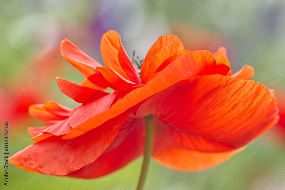 Fototapeta premium ポピーのダンスと共に