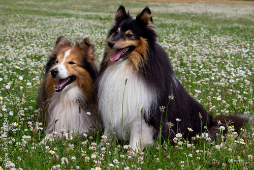 two sheltie