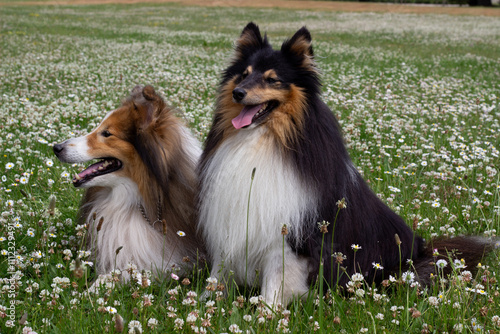 two sheltie