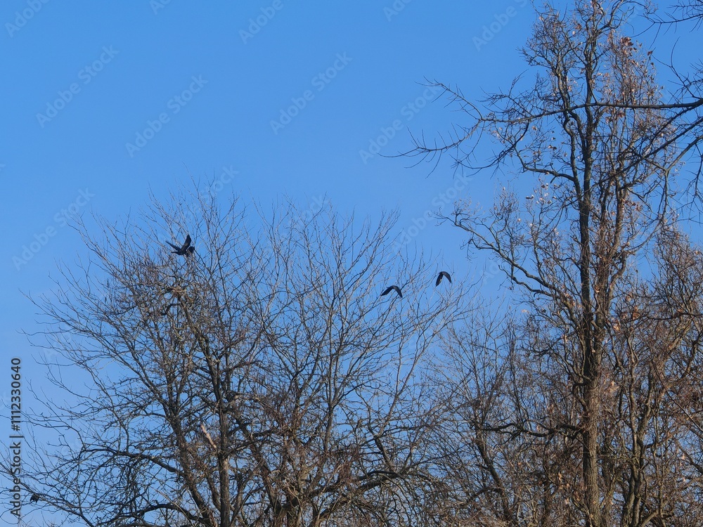 Trees with bare branches against a clear blue sky. Three birds are perched and flying. One bird is on the left branch, while two others are flying to the right. A tranquil scene. Trees with bare branches against a clear blue sky. Three birds are perched and flying. One bird is on the left branch, while two others are flying to the right. A tranquil scene.