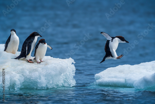 Adelie penguin jumping between two ice floes