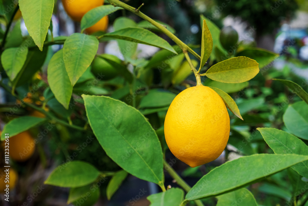 Close-up of a lemon fruit hanging on a tree Close-up of a lemon fruit hanging on a tree