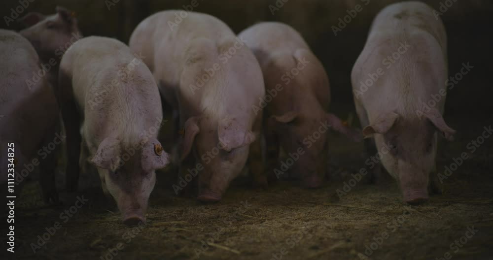 Farmyard Pigs Raised for Commercial Pork Processing Farmyard Pigs Raised for Commercial Pork Processing