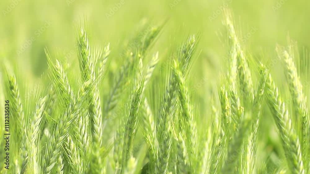 Shoots of young green wheat shakes wind in field, opposite sky. Growing environmentally friendly grain. Close-up. Growing wheat harvest in field, growing grain crops. Rye seedlings in the spring. Shoots of young green wheat shakes wind in field, opposite sky. Growing environmentally friendly grain. Close-up. Growing wheat harvest in field, growing grain crops. Rye seedlings in the spring.
