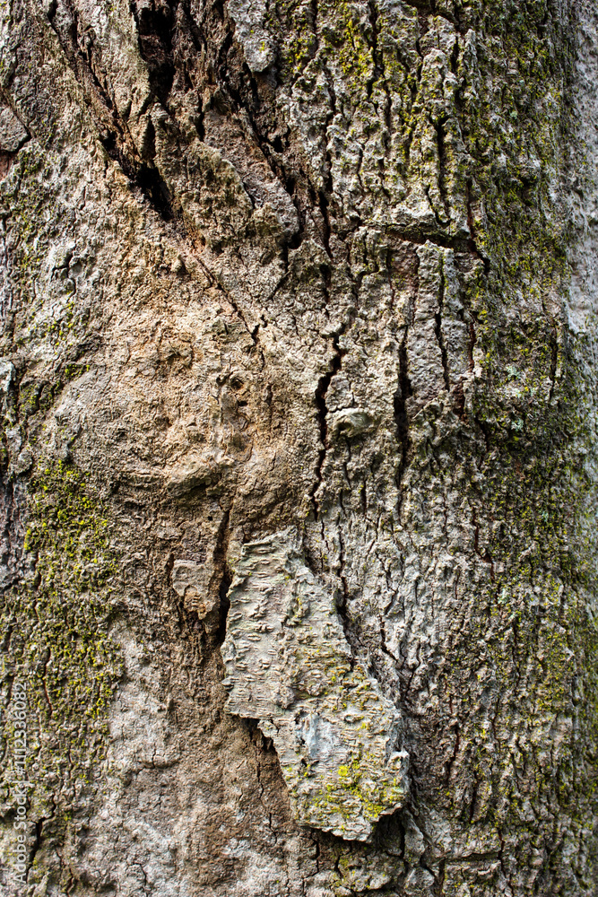 the bark of a tree is very strong in texture