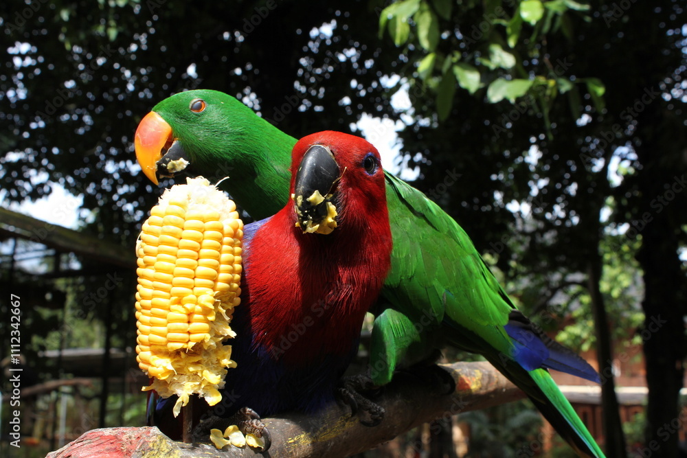 Obraz premium a pair of macaws are eating corn