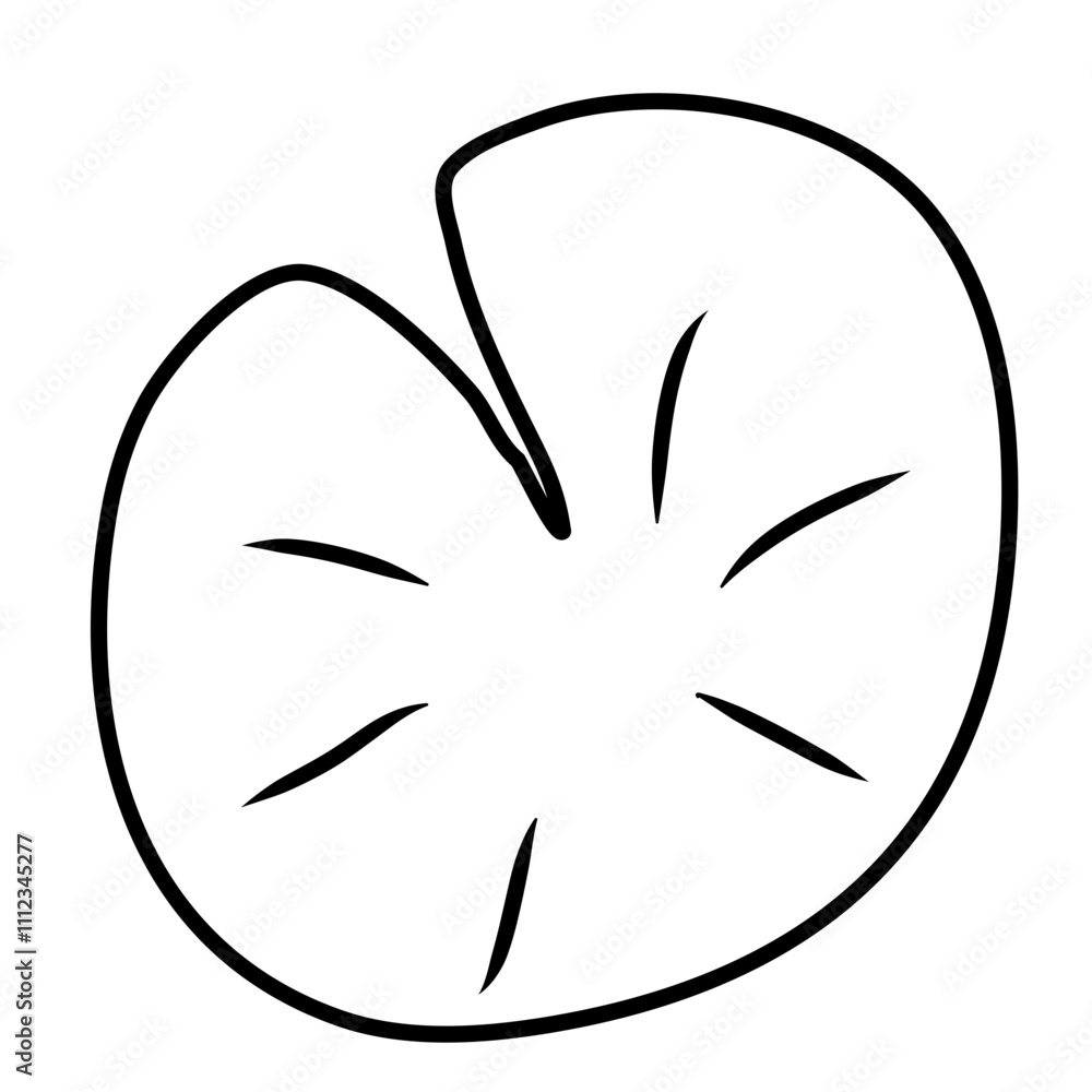 water lily leaf water lily leaf