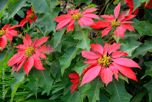 Weihnachtsstern (Euphorbia pulcherrima) auch Adventsstern, Christstern oder Poinsettie, Pflanze mit roten Blüten photo