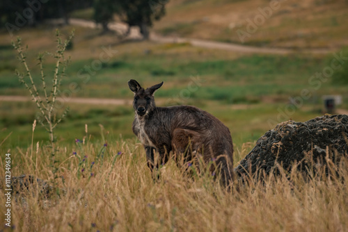 Kangaroo in grassy field looking at camera with blurred natural background photo