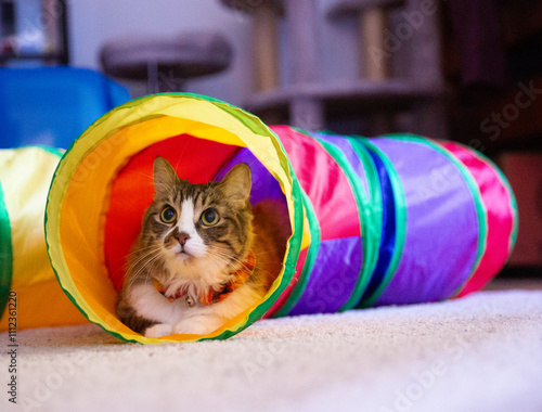 Cat in a Colorful Tunnel photo