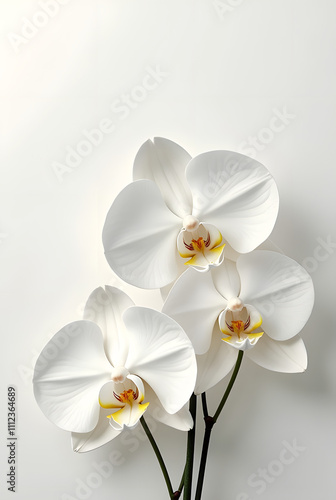 White Orchid Flower Isolated on Black Background