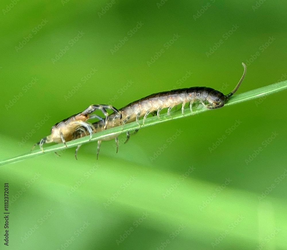 Centipede on a green leaf Centipede on a green leaf