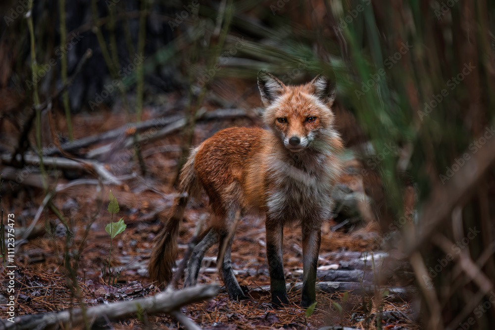 Obraz premium Red fox looking through woods 