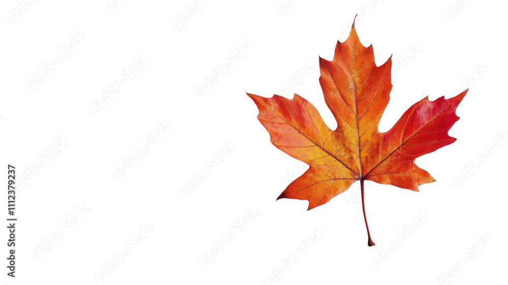 Maple leaf transparent background Maple leaf transparent background