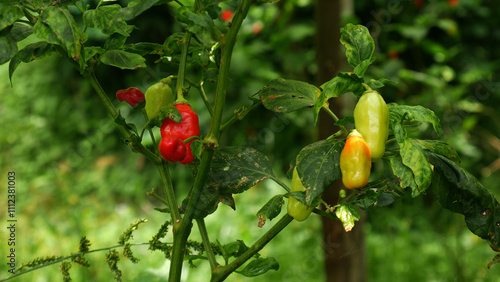 Cuadro en lienzo Chili plants show a color transition from green to yellow and fully ripened red, surrounded by fresh green leaves