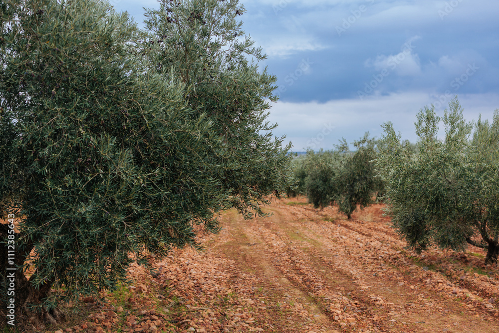 Olive grove under cloudy sky: cultivating olive trees for oil production Olive grove under cloudy sky: cultivating olive trees for oil production