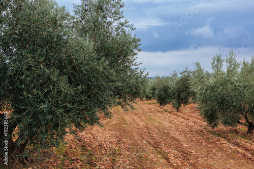 Olive grove under cloudy sky: cultivating olive trees for oil production