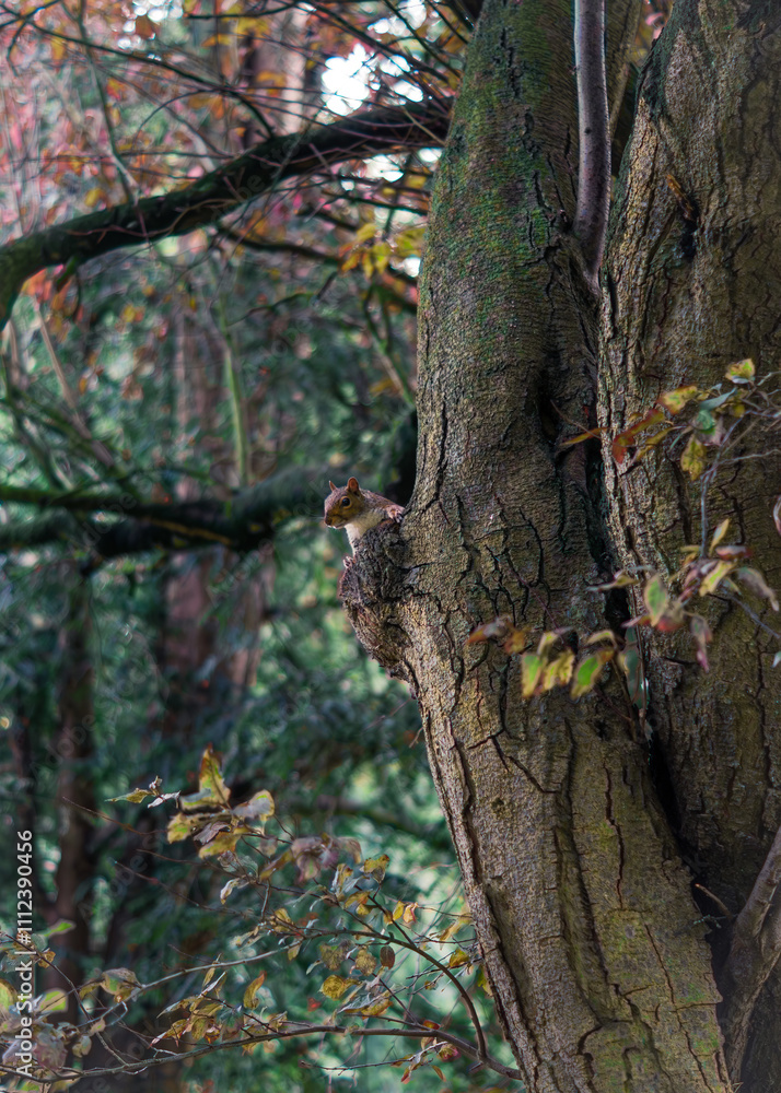 Obraz premium Squirrel on a tree in the park in autumn.