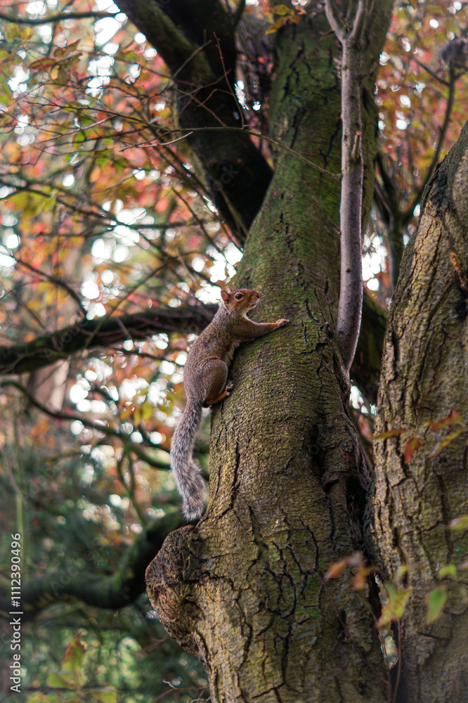 Obraz premium Squirrel on a tree. Autumn.