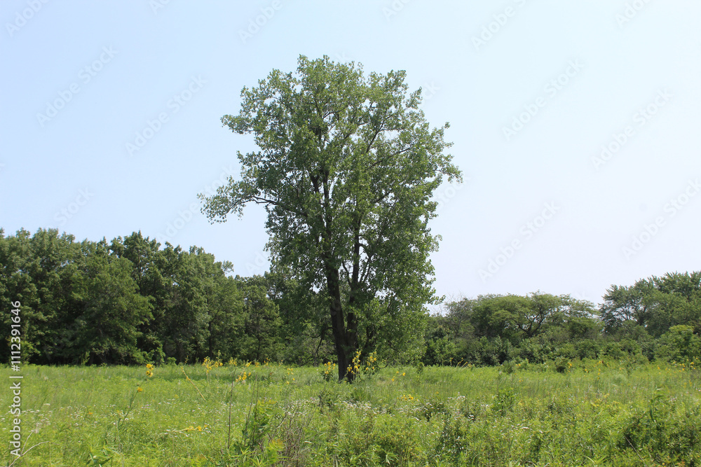 One cottonwood tree in a meadow on a sunny and hazy day at Somme Prairie Nature Preserve in Northbrook, Illinois One cottonwood tree in a meadow on a sunny and hazy day at Somme Prairie Nature Preserve in Northbrook, Illinois