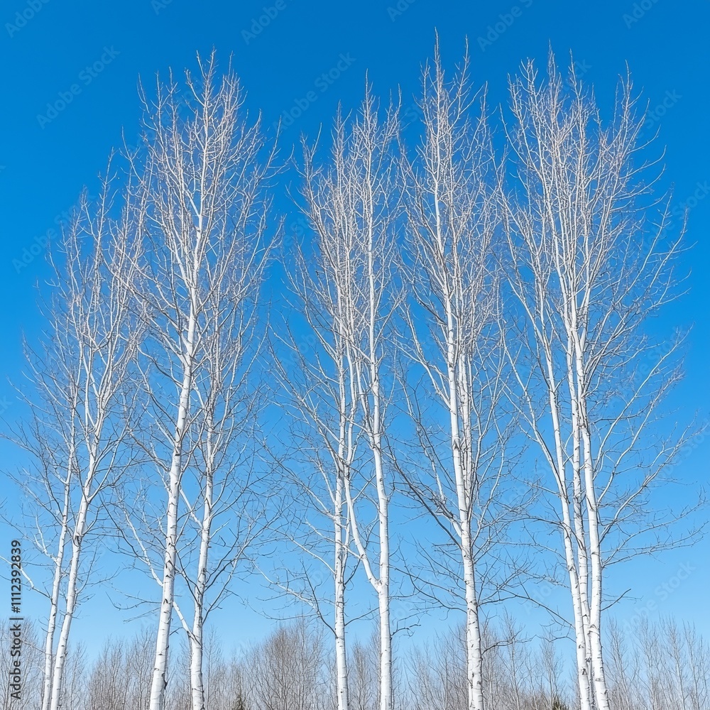 Winter's Embrace Five Bare Birch Trees Against a Vivid Blue Sky Winter's Embrace Five Bare Birch Trees Against a Vivid Blue Sky