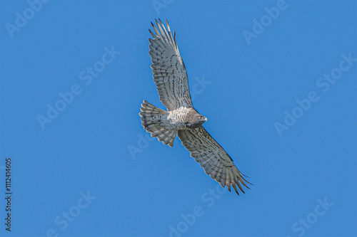 Фотография Biancone (Circaetus gallicus)