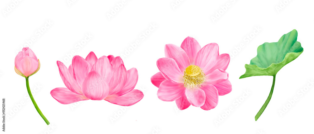 Lotus flowers and pink buds in floral set. Watercolor illustration. Wide green leaves of Indian lotus. Water lily, sacred lotus and green stems isolated on white background. For postcards, spa themes