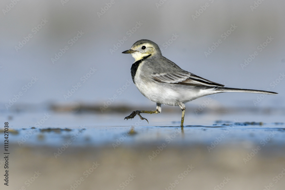Close-up shot of White Wagtail Motacilla alba Close-up shot of White Wagtail Motacilla alba