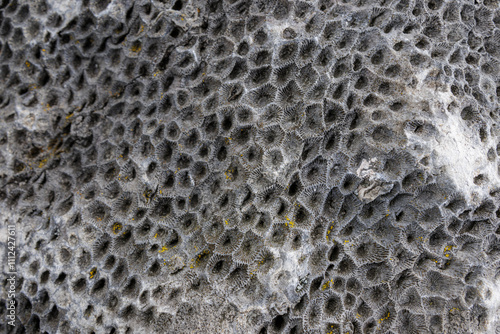 Petoskey Fossil
