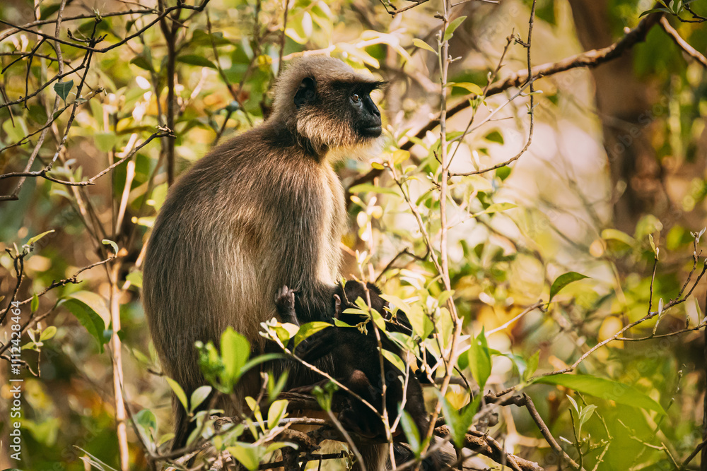 Fototapeta premium Goa, India. Funny Gray Langur Monkey With Newborn Sitting On Of Tree Branch. Monkey With Baby