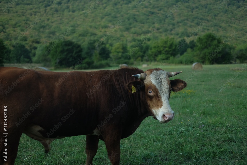 Fototapeta premium cows in a field